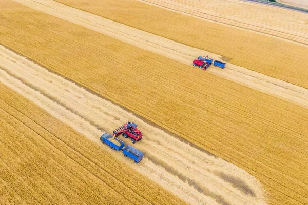 grain collection process. Red harvester pours grain into a blue truck. drone photography