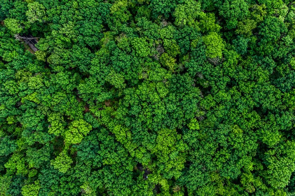 forest top view, Texture of green forest