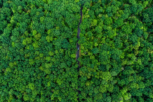 Alone Car Driving Asphalt Road Green Forest Drone Top View — Stockfoto