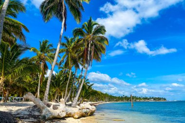 Palmiye ağaçları ve beyaz kumsallı tropik plaj