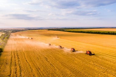 Buğday hasadı. Gün batımında tarlada sekiz kırmızı biçerdöver işi. Hava aracı fotoğrafı.
