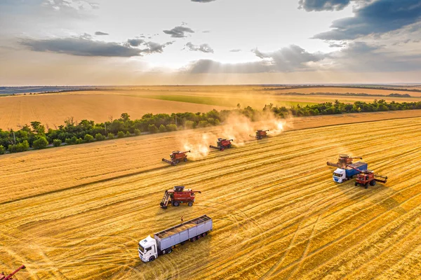 日没時に小麦を収穫します フィールドでの作業を組み合わせています 空中写真 — ストック写真
