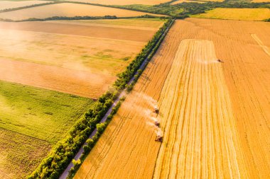harvesting wheat. four red combine-harvester work in the field at sunset. Aerial drone photo