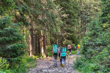 Bir grup yürüyüşçünün arkadaşı yazın dağ orman patikasına tırmanır. Arka plan