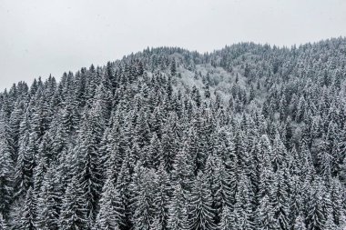 Dağlarda karla kaplı çam ormanı. Kış ormanının panoramik manzarası