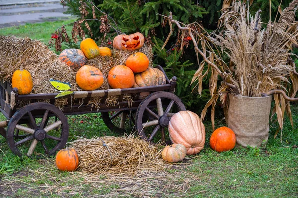 Decoration Photozone Holiday Halloween Several Halloween Pumpkins Straw Wooden Cart — Stock Photo, Image