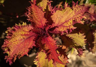 İtalya 'nın ortaçağ kenti Calcata Vecchia' daki kızıl sonbahar yaprakları