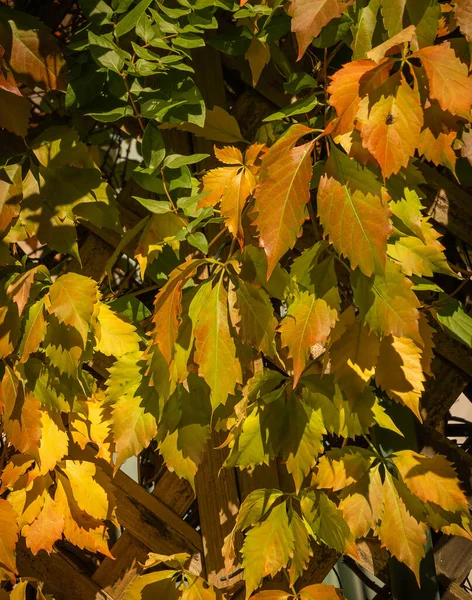 Afbeelding Van Herfst Maagd Druiven Beginnen Geel Worden Middeleeuwse Stad — Stockfoto