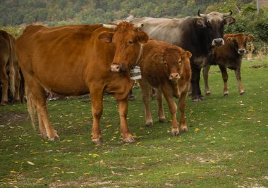 İtalya 'nın Abruzzo dağlarındaki bir otlaktaki kırmızı ve beyaz ineklerin görüntüsü (seçici odak noktası)