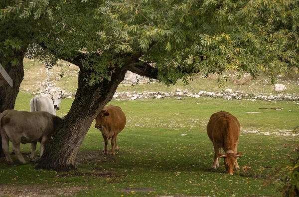 Image Vaches Rouges Blanches Dans Pâturage Des Abruzzes Italie Mise — Photo