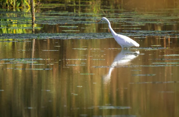 Bild Stor Egret Letar Efter Mat Ett Träsk Område Nära — Stockfoto