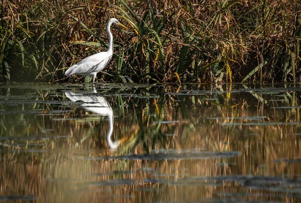 Bild Stor Egret Letar Efter Mat Ett Träsk Område Nära — Stockfoto