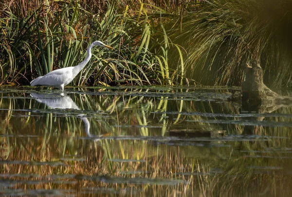 Bild Stor Egret Letar Efter Mat Ett Träsk Område Nära — Stockfoto