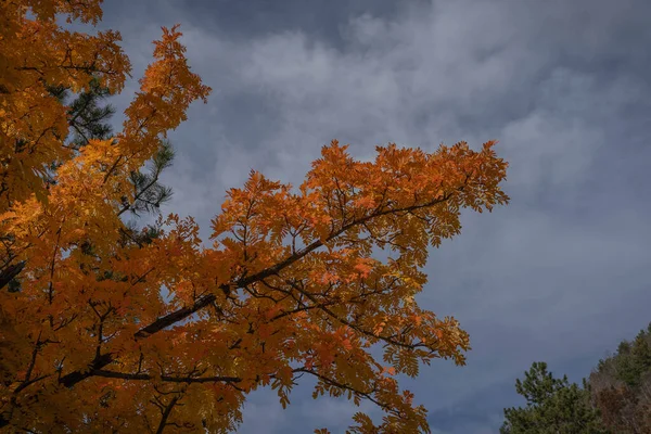 Bright Colors Midst Autumn Abruzzo Mountains Italy — Stock Photo, Image