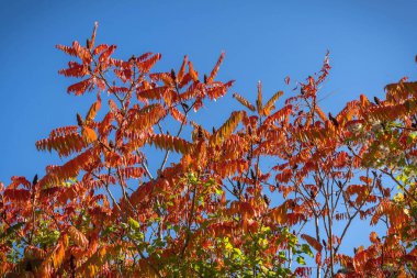 İtalya 'daki Abruzzo dağlarında sonbaharın parlak turuncu-kırmızı yaprakları