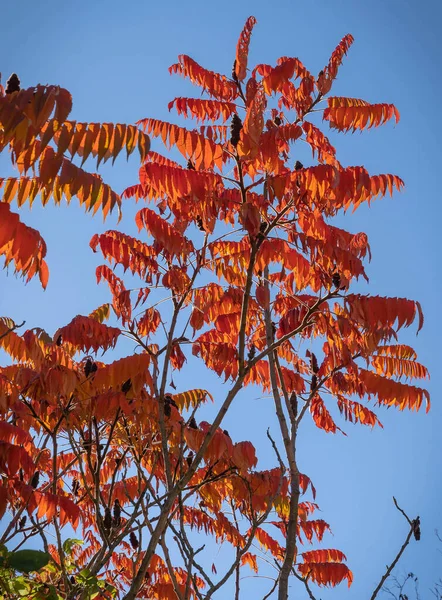 Image of autumn bright orange-red leaves in Abruzzo mountains in Italy