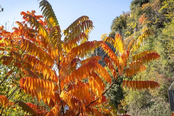 Image of autumn bright orange-red leaves in Abruzzo mountains in Italy