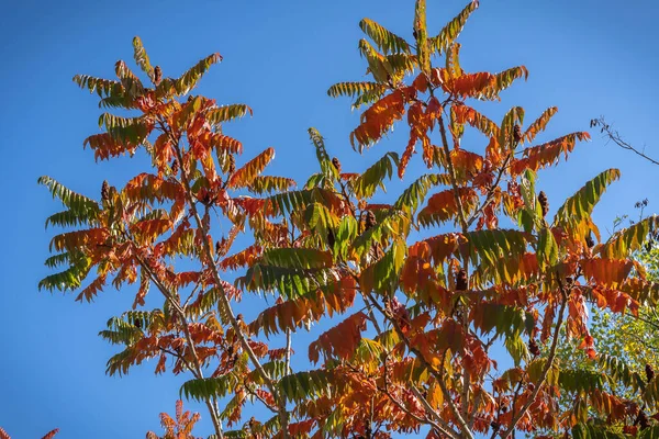 Afbeelding Van Herfst Helder Oranje Rode Bladeren Abruzzen Italië — Stockfoto