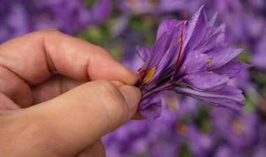 İtalya 'nın Abruzzo kentindeki Navelli' deki hasattan sonra elinde Saffron çiçeği vardı.