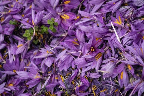 Discarded remains of saffron crocus flowers after harvest in Navelli in Abruzzo, Italy