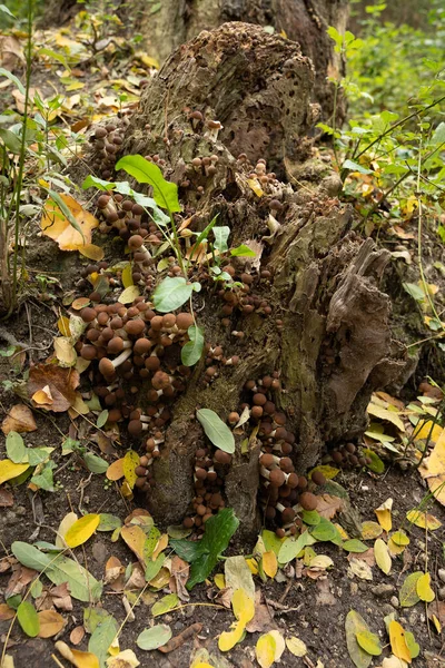 Bild Höstsvamp Lavino Hösten Abruzzo Italien — Stockfoto