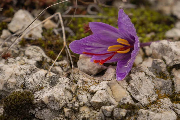 Açafrão Flor Croco Após Colheita Navelli Abruzzo Itália — Fotografia de Stock