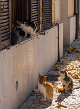 İtalya 'da Orvinio sokaklarında kedi resmi