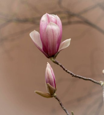 İtalya 'da Roma' da Soulange manolyasının pembe bahar çiçekleri