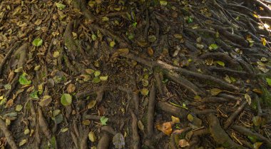 Lazio, İtalya 'daki Monte Gelato şelalesi yakınlarındaki ağaç kökleri resmi