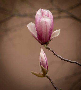 İtalya 'da Roma' da Soulange manolyasının pembe bahar çiçekleri