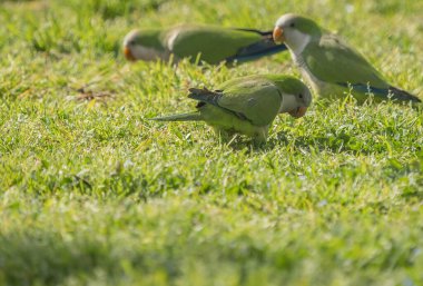 Yeşil çimlerin üzerinde yürüyen yeşil papağan resmi, Roma, İtalya (seçici odak)