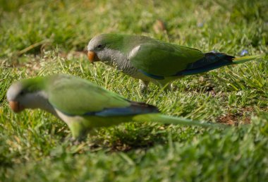 Yeşil çimlerin üzerinde yürüyen yeşil papağan resmi, Roma, İtalya (seçici odak)