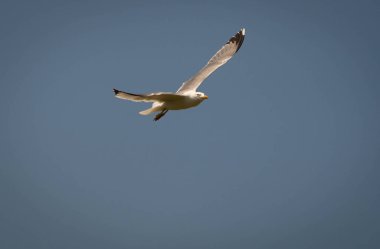 İtalya 'da açık mavi gökyüzüne karşı uçan martı