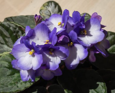 Bir tencerede beyaz ve mor ev menekşesi görüntüsü