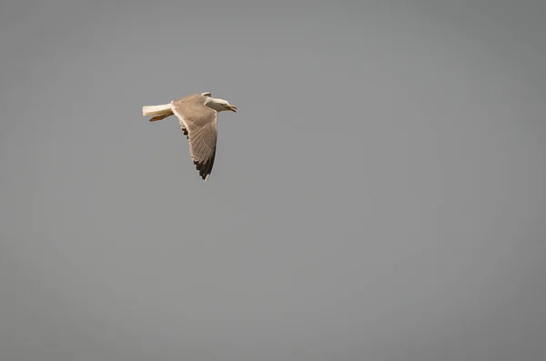 Vliegende Meeuw Tegen Een Bewolkte Grijze Lucht Italië — Stockfoto