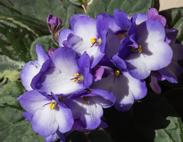 Image Lowers White Purple Home Violet Pot — Stock Photo, Image