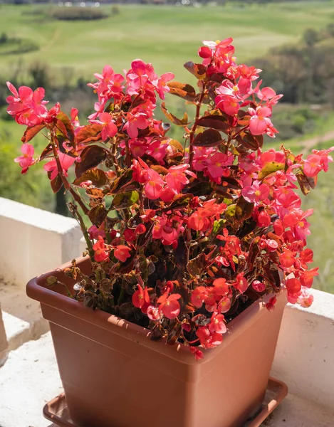 Imagen Las Exuberantes Begonias Rosas Florecientes Una Maceta Balcón Roma — Foto de Stock