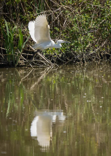 Image White Great Egret Flying Search Food Swampy Area Tiber — Stock Photo, Image