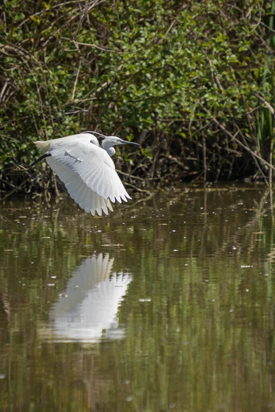 Image White Great Egret Flying Search Food Swampy Area Tiber — Stock Photo, Image