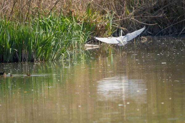 图为意大利提伯河沿岸一个沼泽地区的白色大白鹭为觅食而飞行的情景 — 图库照片