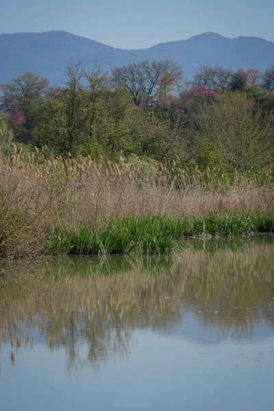 Birdwatching Wetland Tiber Farfa Italy — Stock Photo, Image