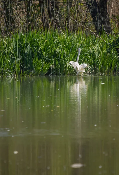图为意大利提伯河沿岸一个沼泽地区的白色大白鹭为觅食而飞行的情景 — 图库照片