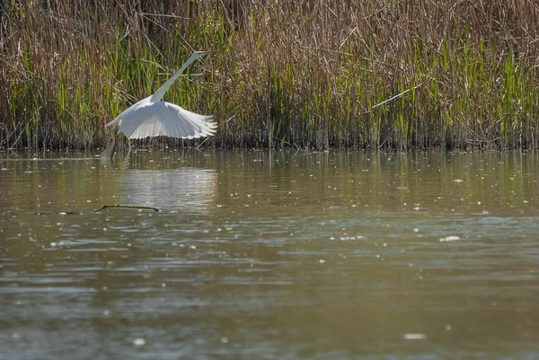 Bild Vita Stora Egret Flyger Jakt Efter Mat Ett Träsk — Stockfoto