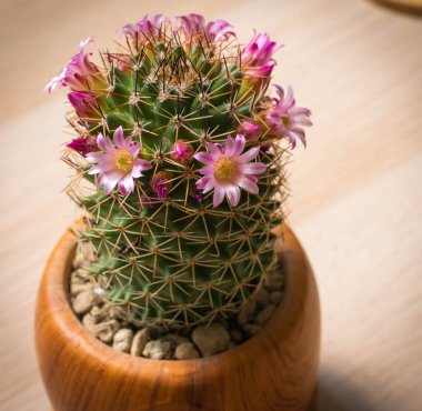 Roma, İtalya 'da, küçük pembe çiçeklerden oluşan bir taçla kilden bir tencerede küçük bir kaktüs resmi.