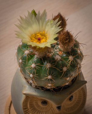 Büyük beyaz bir çiçek ve tüylü tomurcuklu killi bir tencerede evcil minik kaktüs resmi, Roma, İtalya