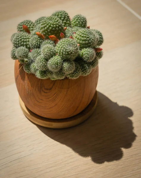 Imagem Mini Cacto Doméstico Num Vaso Barro Com Muitos Pequenos — Fotografia de Stock