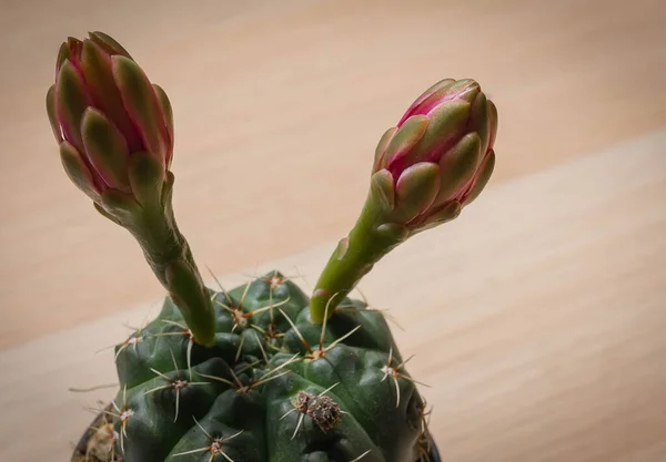 Imagem Mini Cacto Doméstico Num Vaso Barro Com Dois Botões — Fotografia de Stock