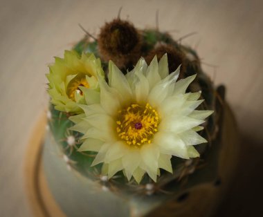 Büyük beyaz bir çiçek ve tüylü tomurcuklu killi bir tencerede evcil minik kaktüs resmi, Roma, İtalya