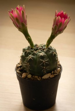 Çamurdan yapılmış, yarı açık iki tomurcuğu olan küçük kaktüs imgesi, Roma, İtalya (seçici odak noktası))