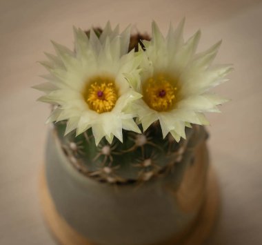 Roma, İtalya 'da (seçici odak noktası) iki büyük beyaz çiçekli, killi bir çömlekteki yerel mini kaktüs görüntüsü)